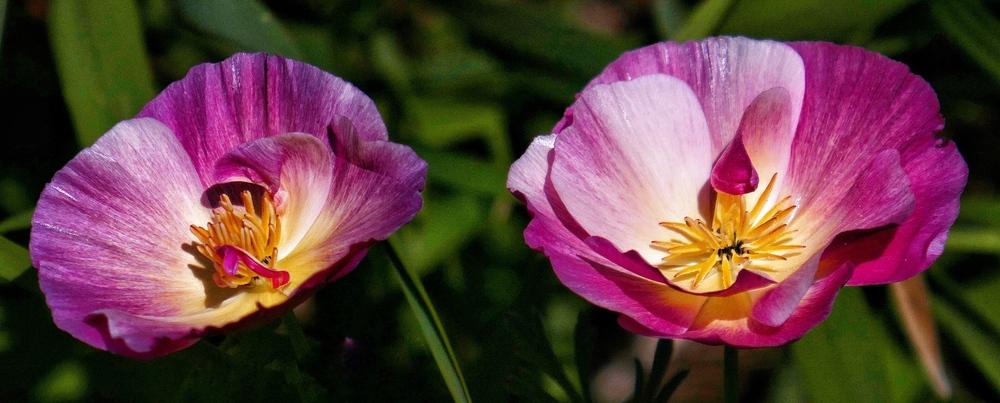 Photo of California Poppy (Eschscholzia californica Thai Silk Rose Bush) uploaded by Charlemagne