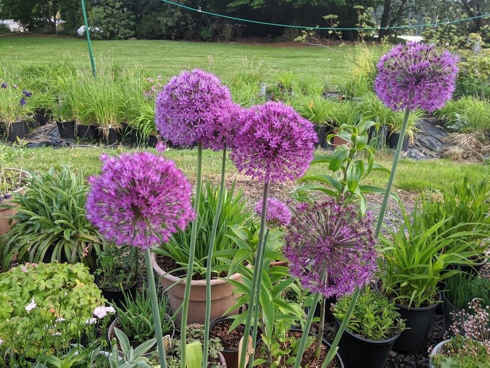 Photo of Flowering Onion (Allium 'Purple Sensation') uploaded by Joy