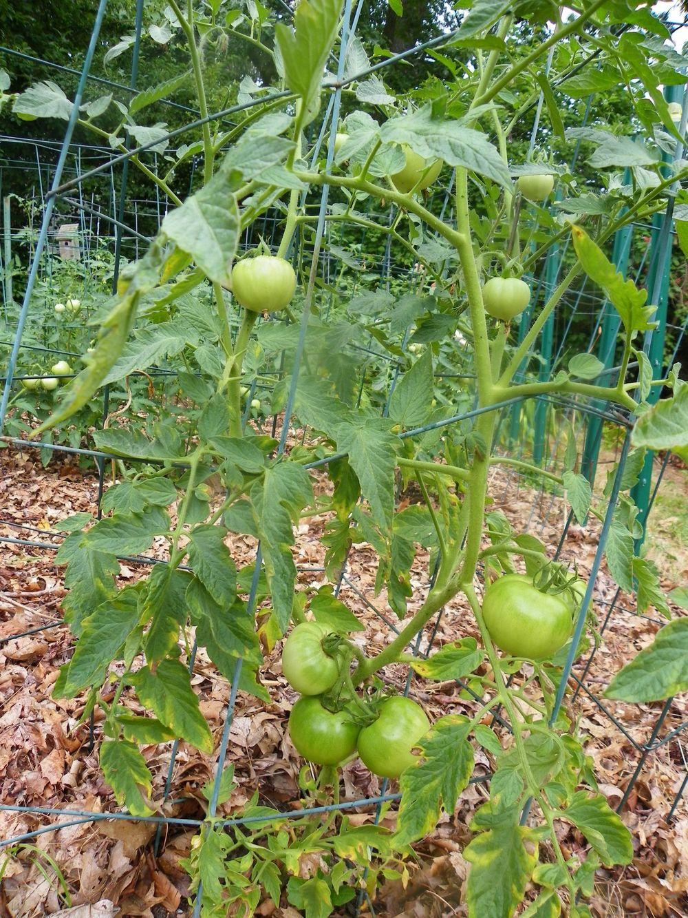 Photo of Tomato (Solanum lycopersicum 'Celebrity') uploaded by Newyorkrita