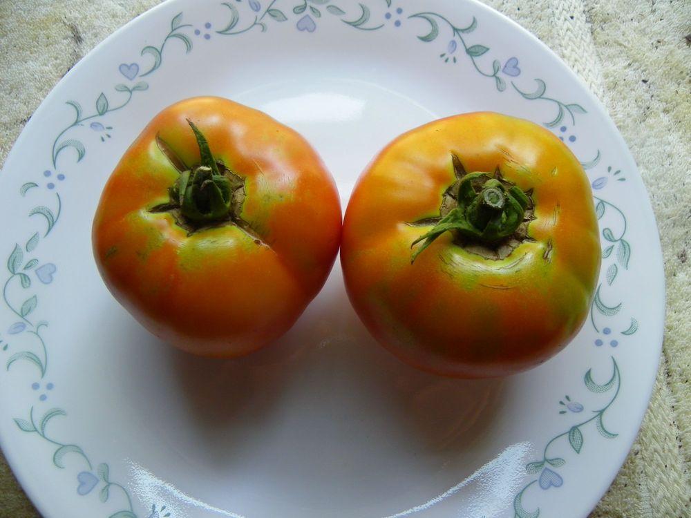 Photo of Tomato (Solanum lycopersicum 'Celebrity') uploaded by Newyorkrita