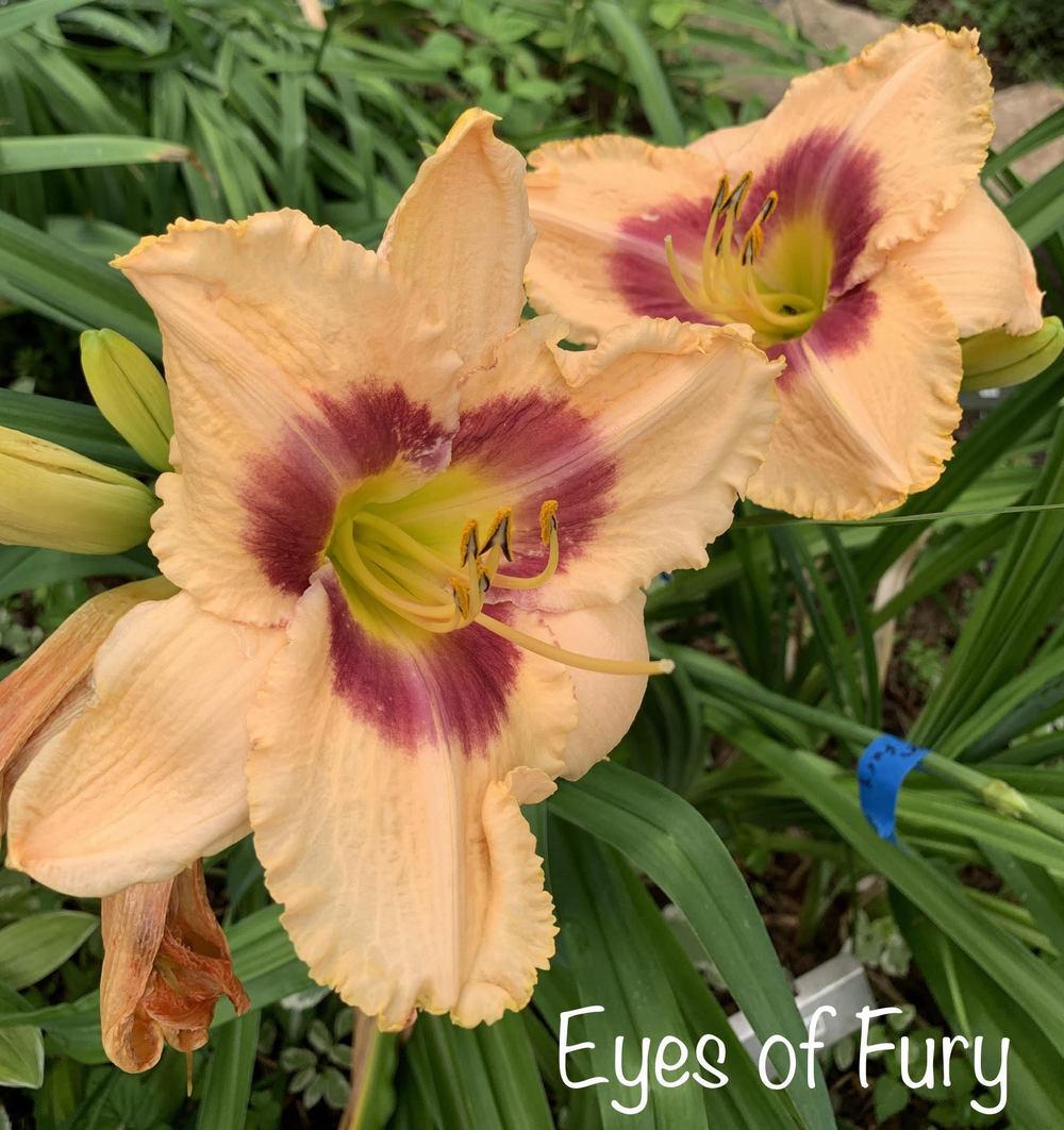 Photo of Daylily (Hemerocallis 'Eyes of Fury') uploaded by tinahartman64