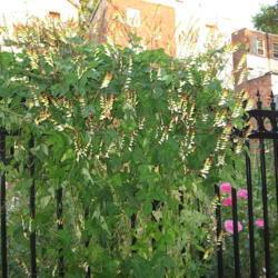 Location: Philadelphia, Pennsylvania
Date: 2008-09-04
vine on metal fence