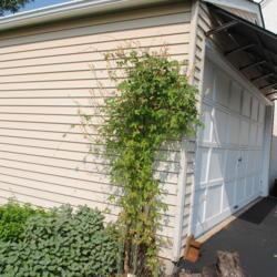 Location: Downingtown, Pennsylvania
Date: 2013-09-02
vine on garage