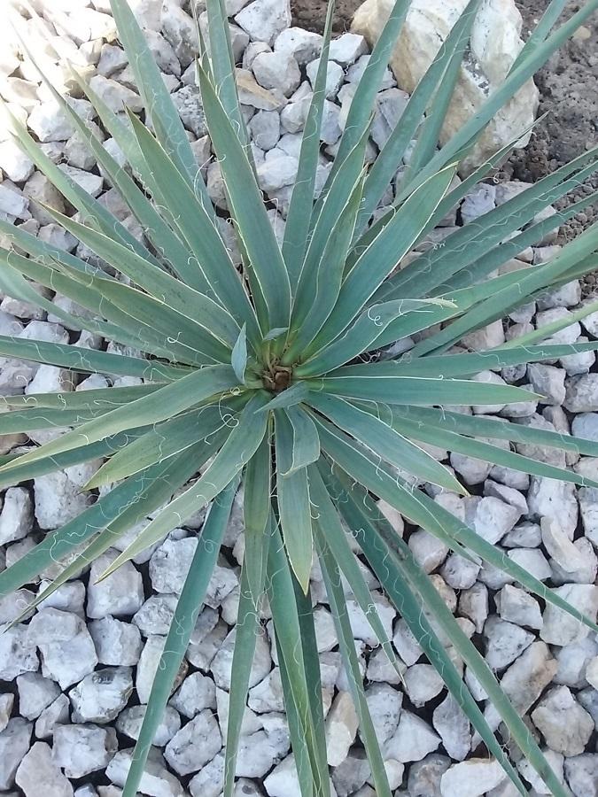 Photo of Adam's Needle (Yucca filamentosa) uploaded by Lucius93