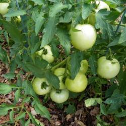 Location: Long Island, NY 
Date: summer 2020
green tomatoes on plant
