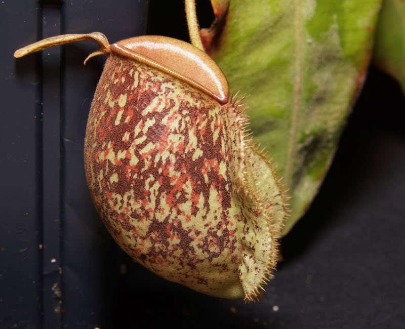 Photo of Flask-Shaped Pitcher Plant (Nepenthes ampullaria) uploaded by elgecko