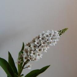 Location: in my living room
Date: 2019-07-21
Lysimachia clethroides