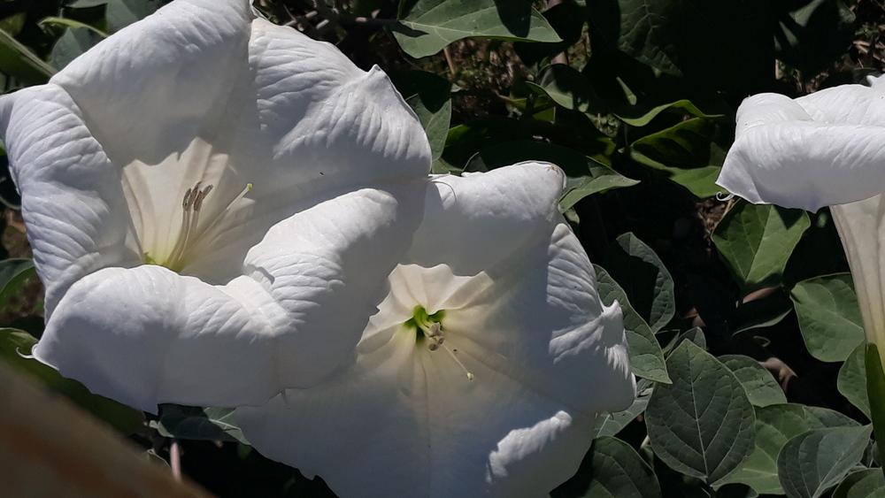Photo of Jimson Weed (Datura innoxia) uploaded by skopjecollection