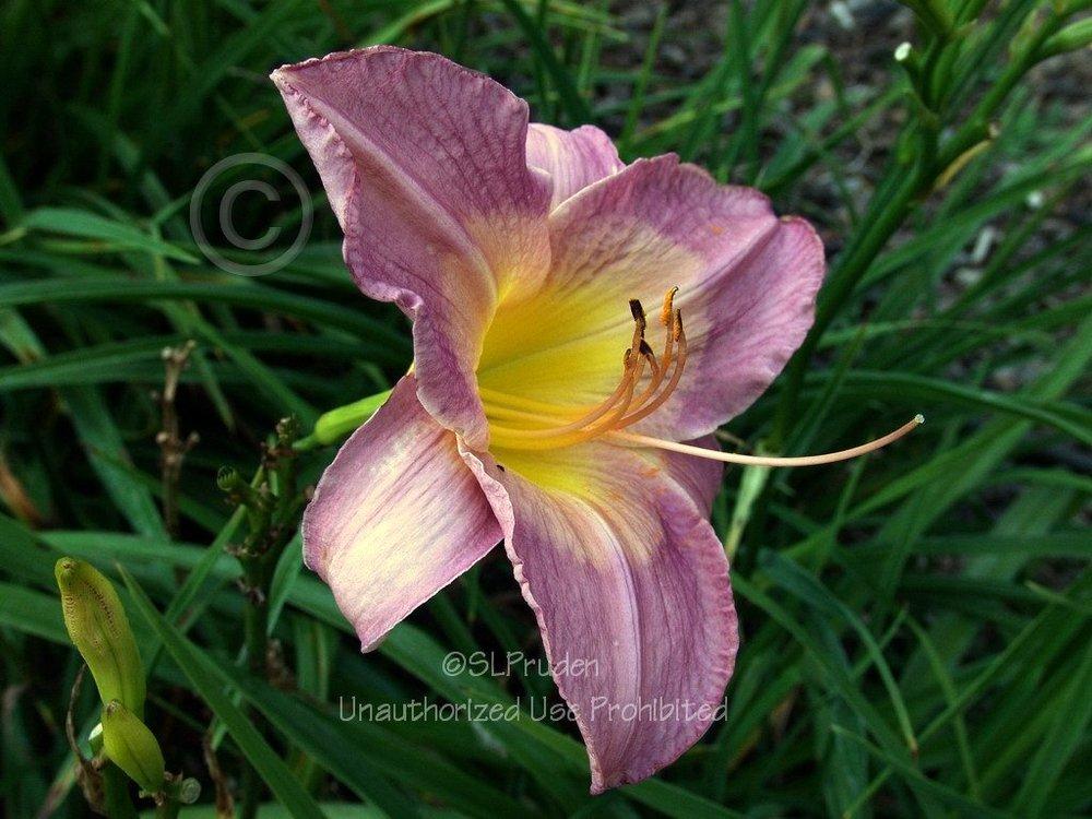 Photo of Daylily (Hemerocallis 'Sovereign Queen') uploaded by DaylilySLP