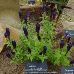 Location: RHS Harlow Carr alpine house, Yorkshire, UK
Date: 2020-08-22