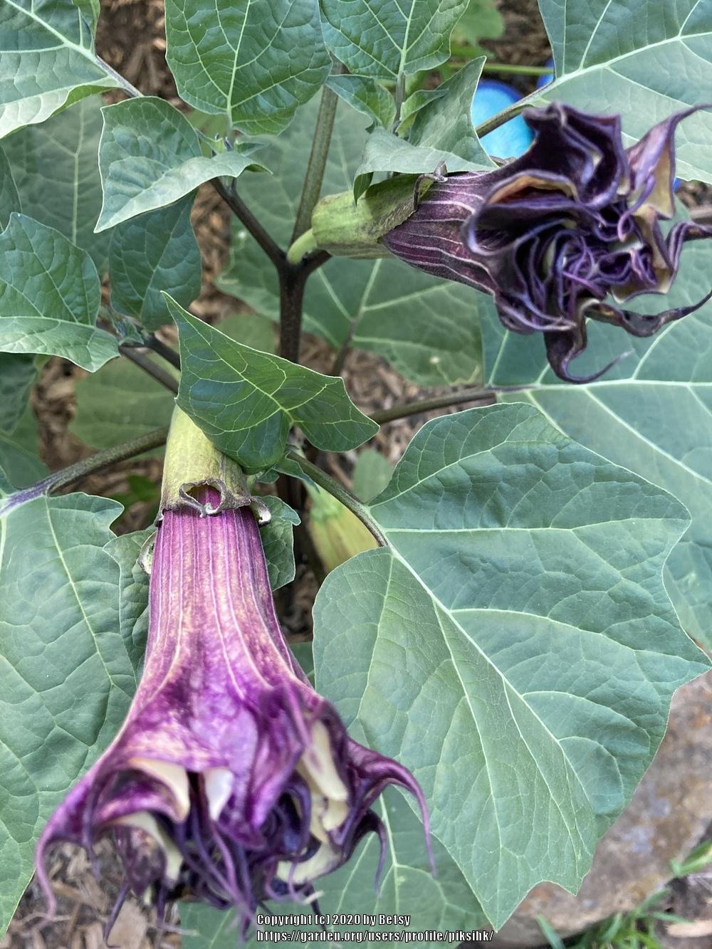 Photo of Devil's Trumpet (Datura) uploaded by piksihk