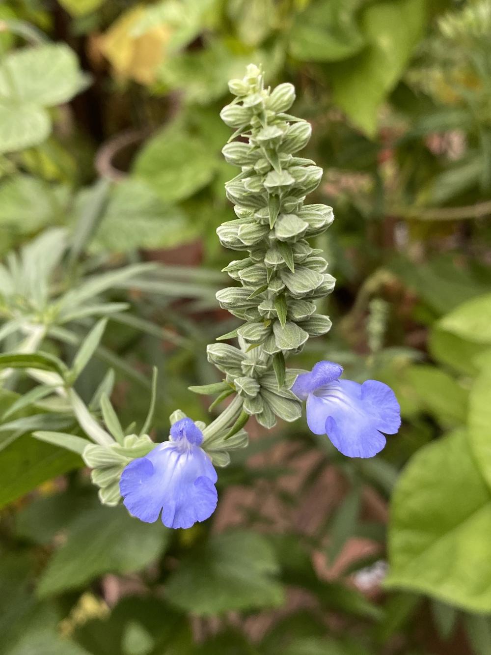 Photo of Blue Sage (Salvia azurea) uploaded by Gerris2