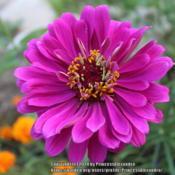 A purple bloom from a zinnia
