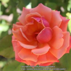 Location: Ashton Gardens
Date: 2020-06-22
A beautiful colorful rose bloom