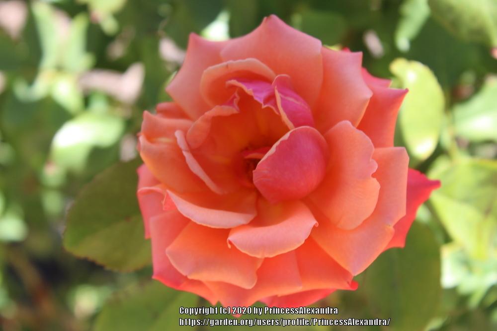 Photo of Roses (Rosa) uploaded by PrincessAlexandra