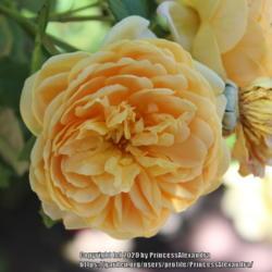 Location: Ashton Gardens
Date: 2020-06-22
A pretty yellow rose