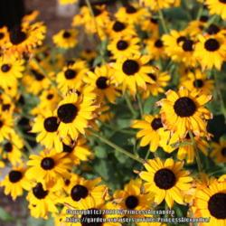 Location: Ashton Gardens
Date: 2020-08-17
A bunch of yellow black Eyed Susan