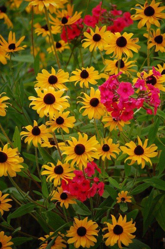 Photo of Black Eyed Susans (Rudbeckia) uploaded by pixie62560