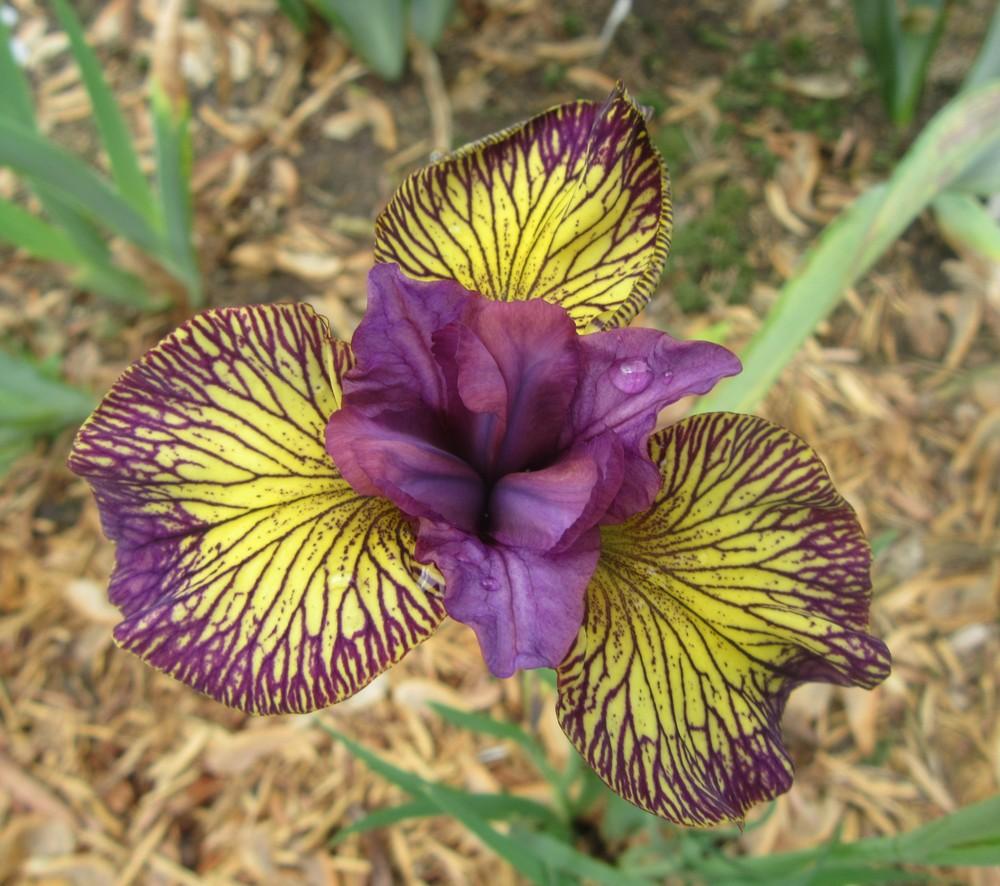 Photo of Siberian Iris (Iris 'Juniper Leigh') uploaded by tveguy3