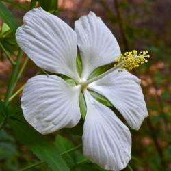 Location: Botanical Gardens of the State of Georgia...Athens, Ga
Date: 2020-07-14
White Texas Star Hibiscus 006