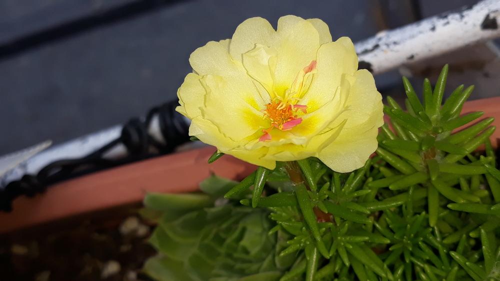 Photo of Moss Rose (Portulaca grandiflora) uploaded by skopjecollection