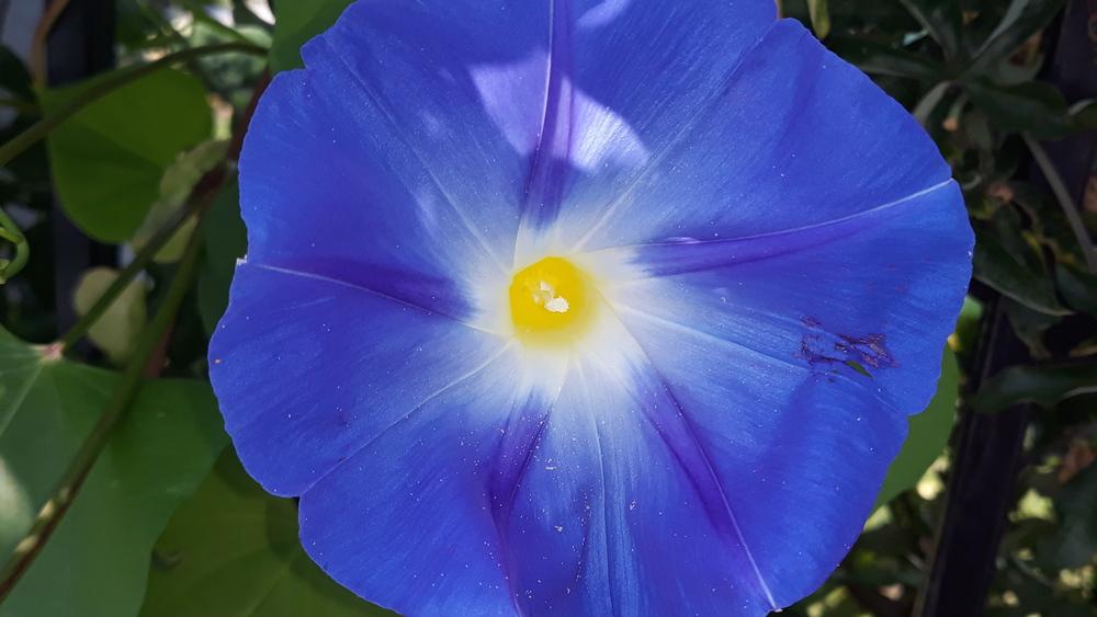 Photo of Morning Glory (Ipomoea tricolor) uploaded by skopjecollection