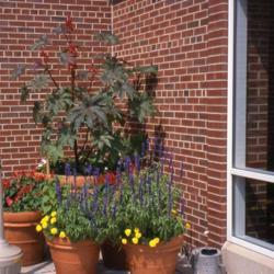 Location: Hinsdale, Illinois
Date: summer of 1995
one plant in a big pot