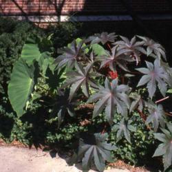 Location: Hinsdale, Illinois
Date: summer of 1995
one plant in a border