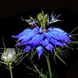Location: Botanical Gardens of the State of Georgia...Athens, Ga
Date: 2020-05-12
Love in a Mist 028