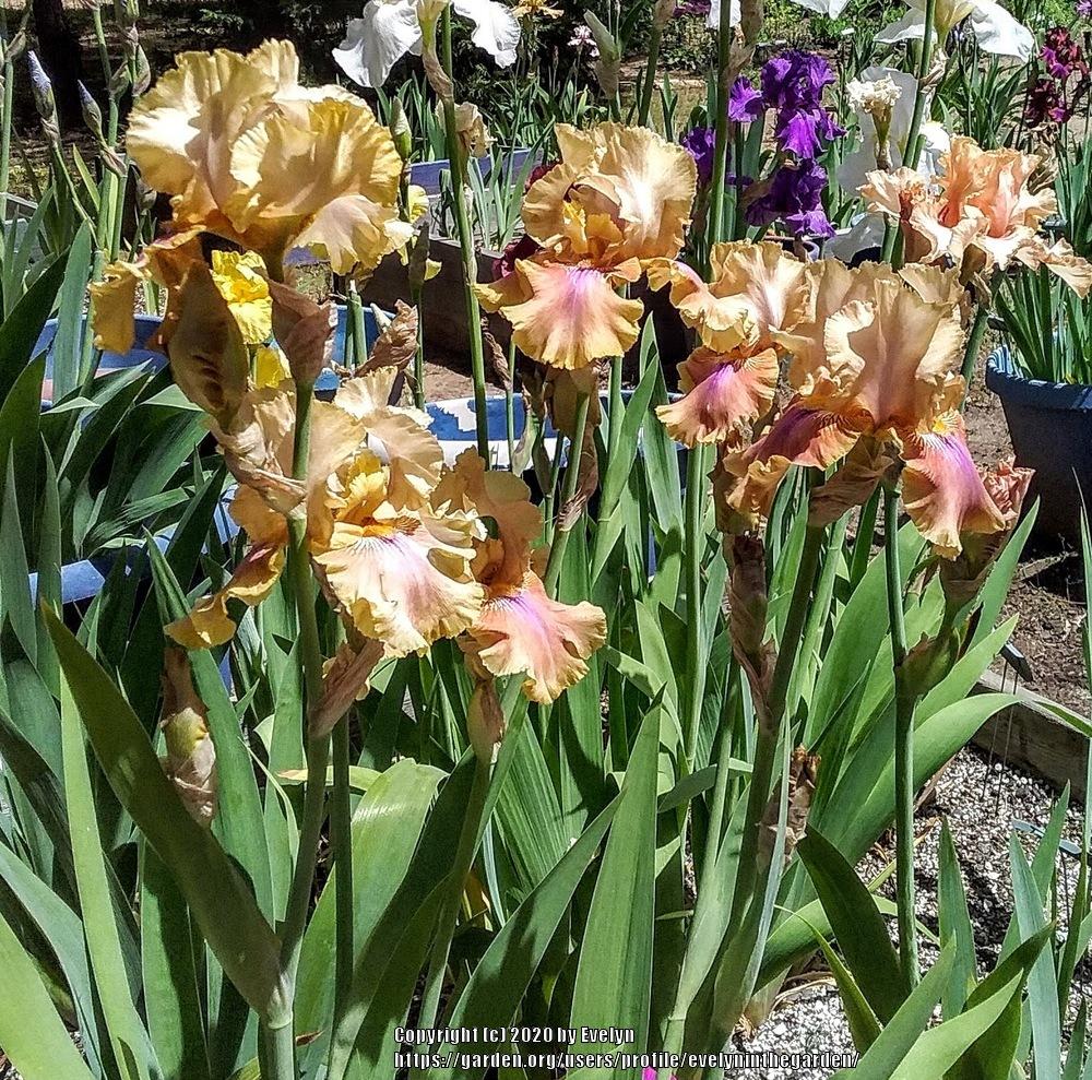 Photo of Tall Bearded Iris (Iris 'Polish Princess') uploaded by evelyninthegarden