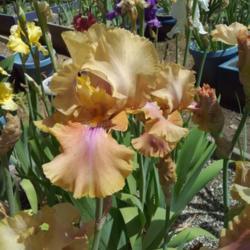 Location: My garden, Somerset, CA
Date: May 24, 2020
In full sun.