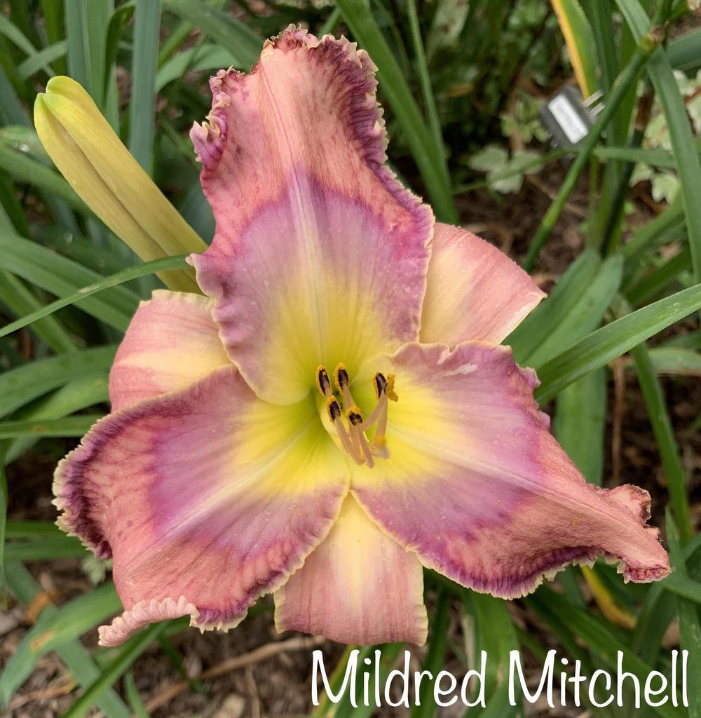 Photo of Daylily (Hemerocallis 'Mildred Mitchell') uploaded by tinahartman64