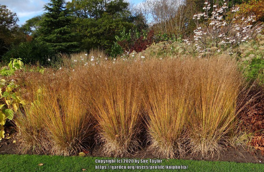 Photo of Purple Moor Grass (Molinia caerulea 'Edith Dudszus') uploaded by kniphofia