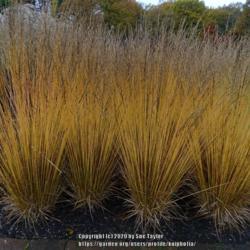 Location: RHS Harlow Carr, Yorkshire, UK
Date: 2018-11-10