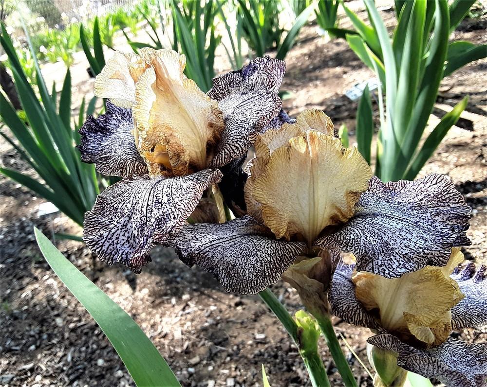 Photo of Tall Bearded Iris (Iris 'Temporal Anomaly') uploaded by Bitoftrouble