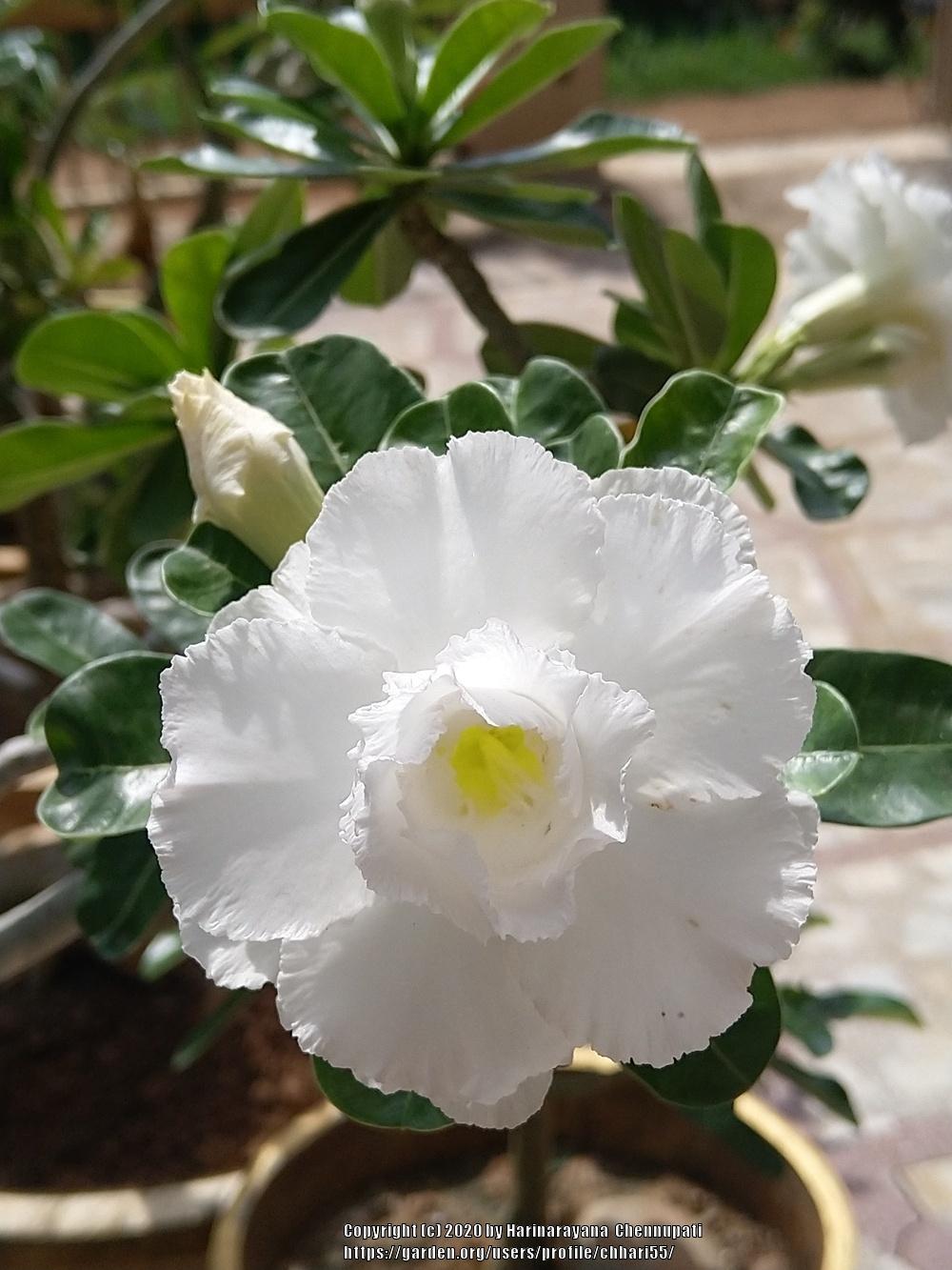 Photo of Desert Rose (Adenium obesum) uploaded by chhari55