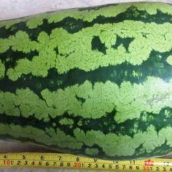 Location: Toronto, Ontario
Date: 2020-08-27
Watermelon (Citrullus lanatus 'Jubilee').
