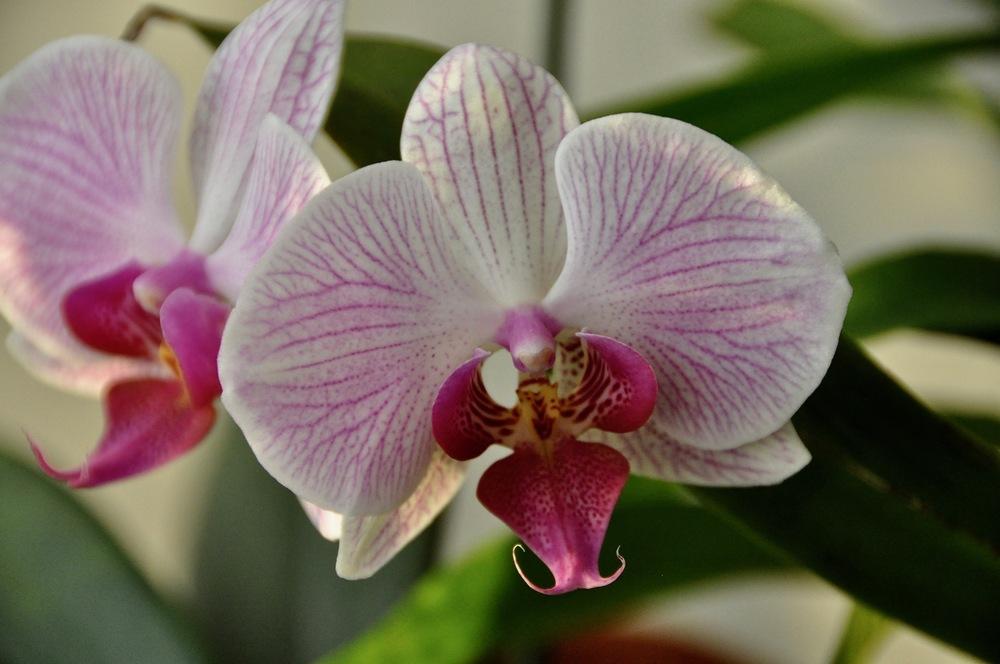Photo of Moth Orchid (Phalaenopsis 'Shanghai') uploaded by Fleur569