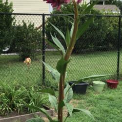 Location: My garden
Date: August 2020
Giant Cockscomb. 5’9” tall