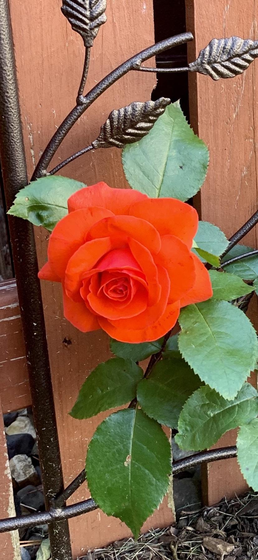 Photo of Rose (Rosa 'Salita') uploaded by flowerchild75