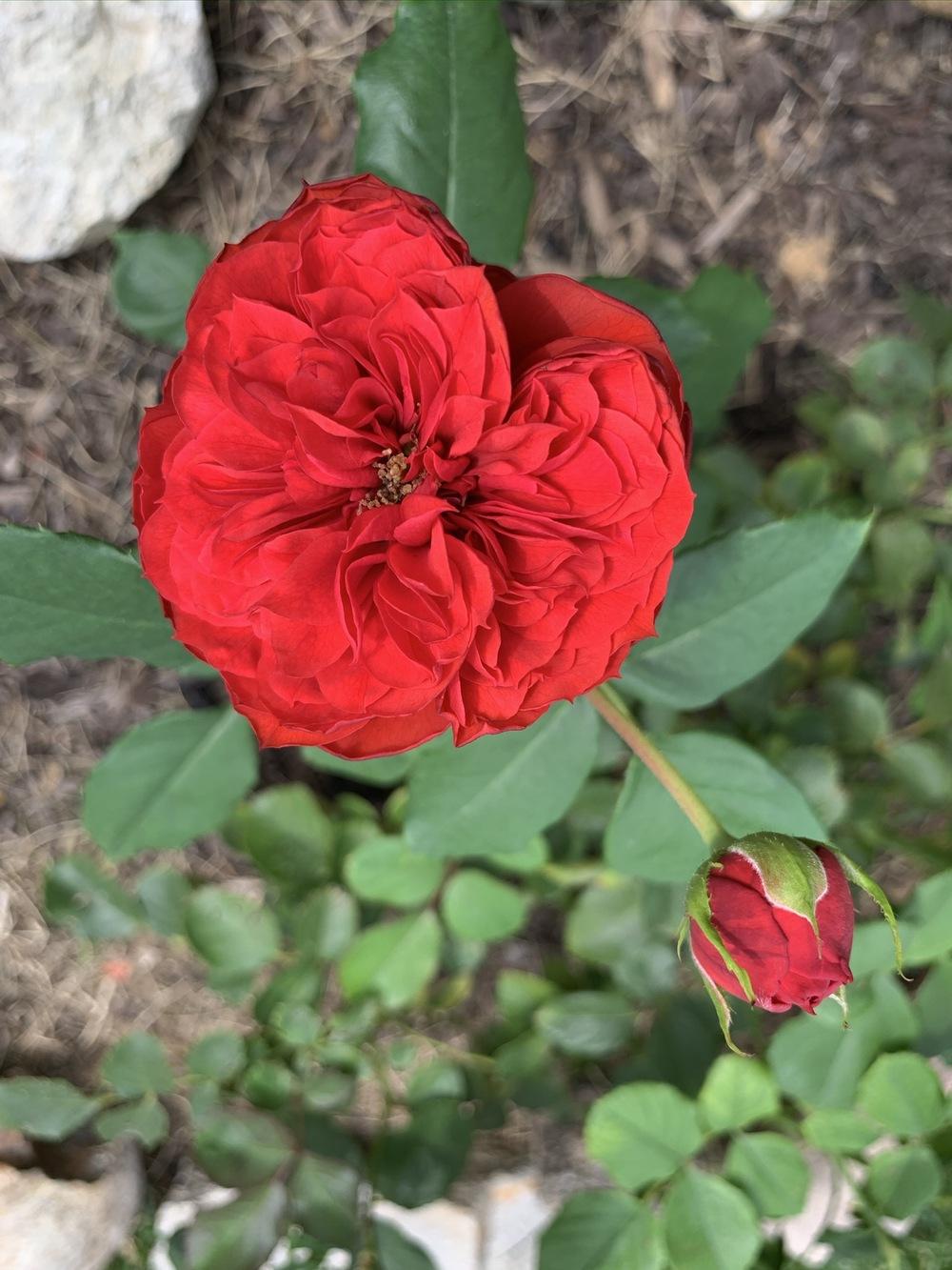 Photo of Rose (Rosa 'Francois Rabelais') uploaded by flowerchild75