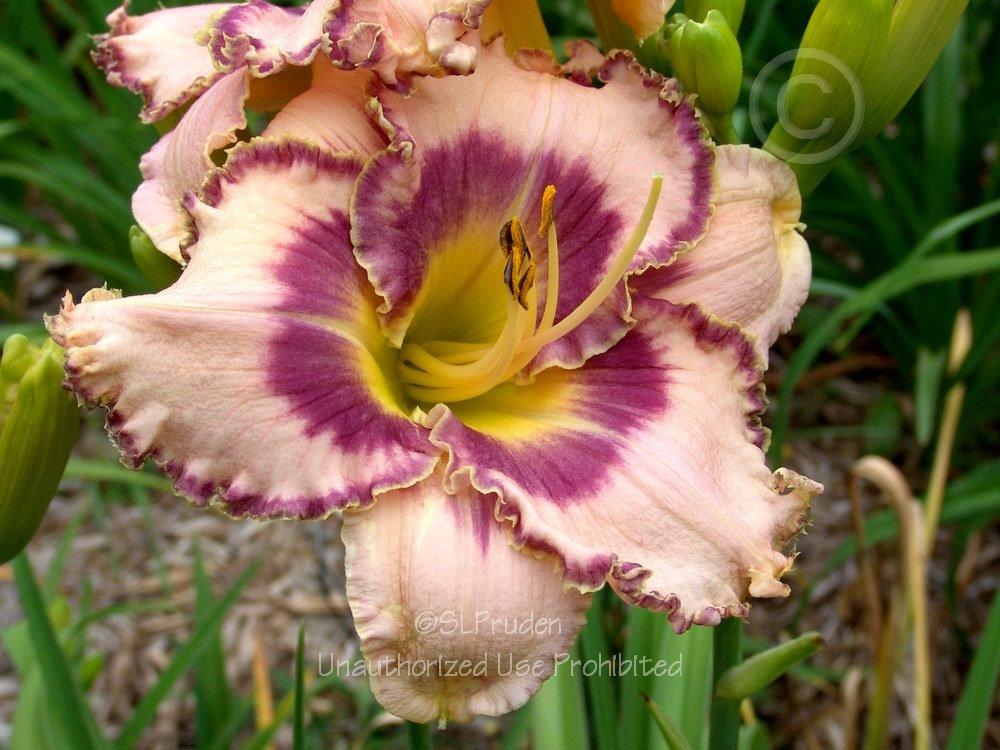 Photo of Daylily (Hemerocallis 'The Flower Formerly Known As Griff') uploaded by DaylilySLP