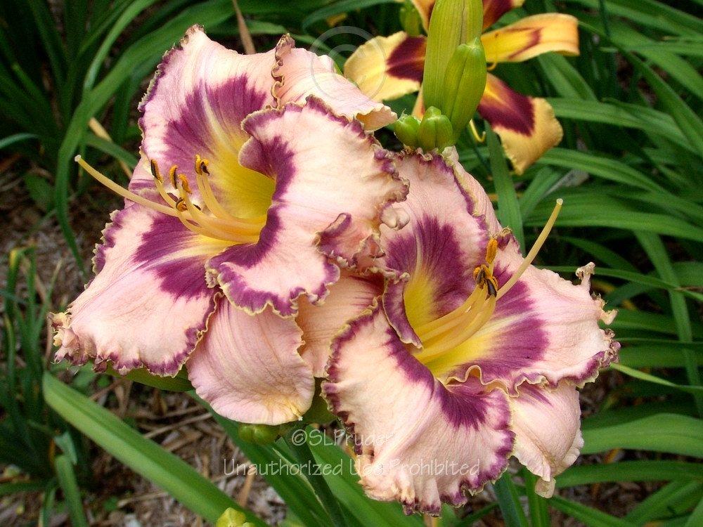 Photo of Daylily (Hemerocallis 'The Flower Formerly Known As Griff') uploaded by DaylilySLP