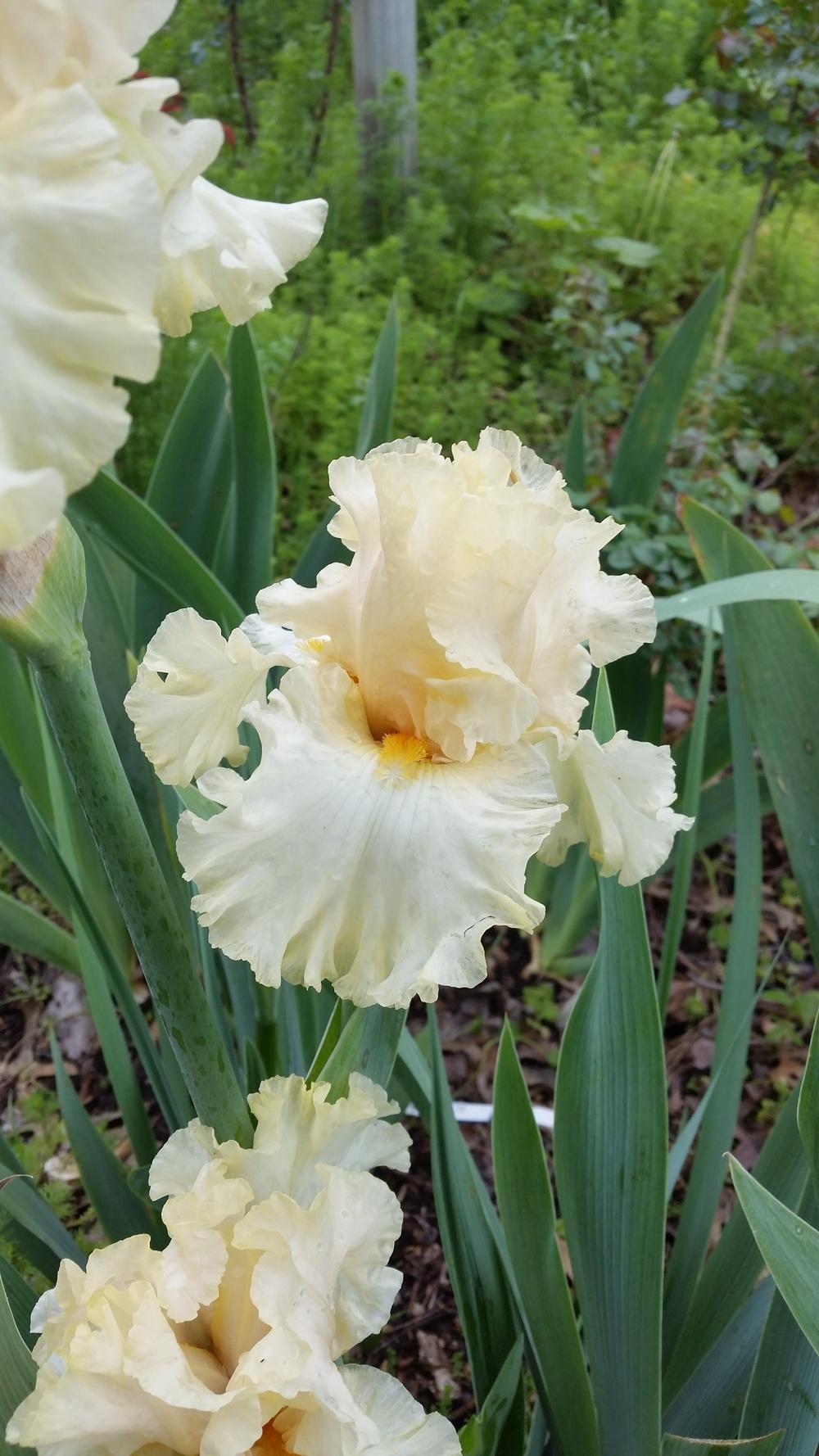 Photo of Tall Bearded Iris (Iris 'Charismatic') uploaded by FAIRYROSE