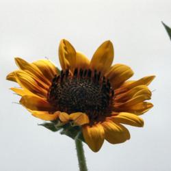 Location: Glendale, AZ
Date: 2020-08-27
Sunflower