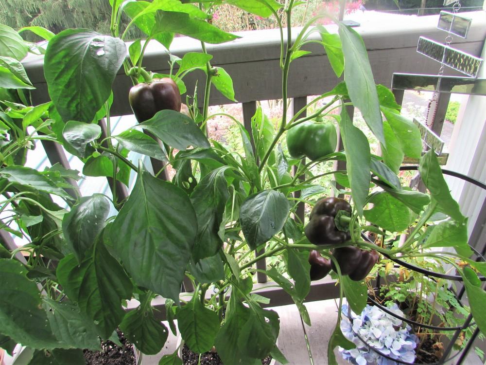 Photo of Bell Pepper (Capsicum annuum 'Chocolate Beauty') uploaded by SongofJoy
