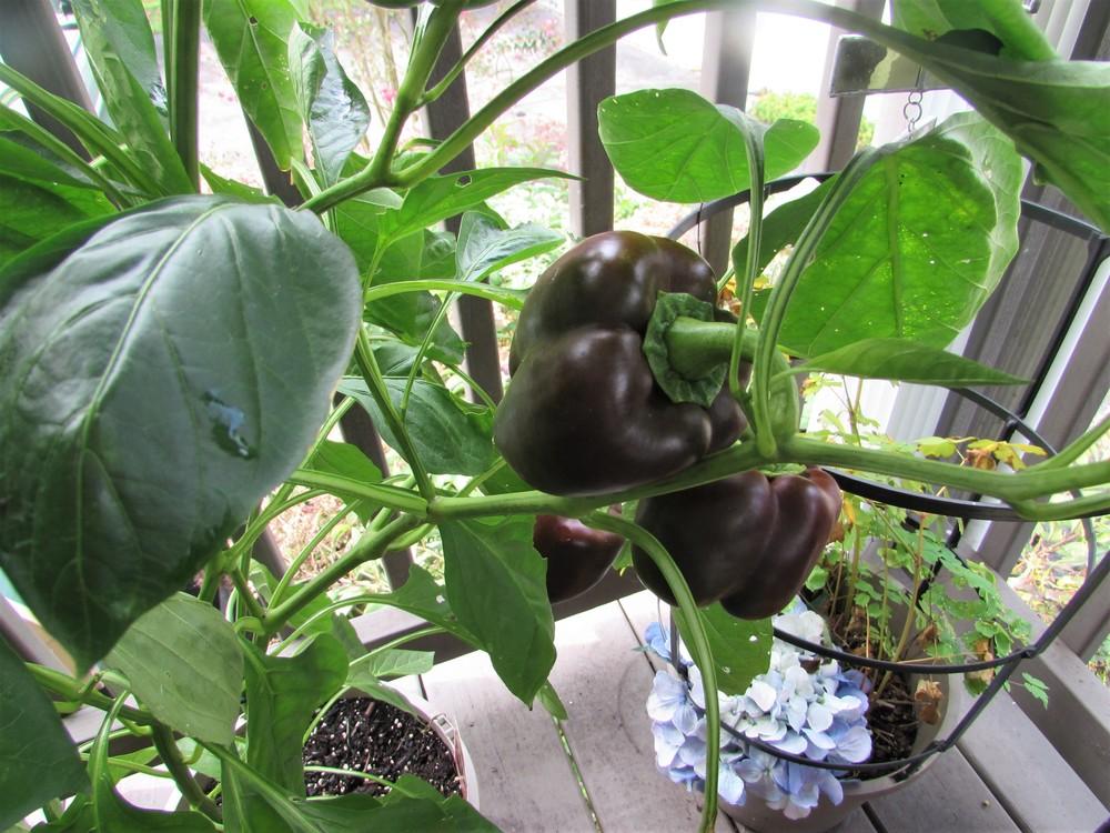 Photo of Bell Pepper (Capsicum annuum 'Chocolate Beauty') uploaded by SongofJoy