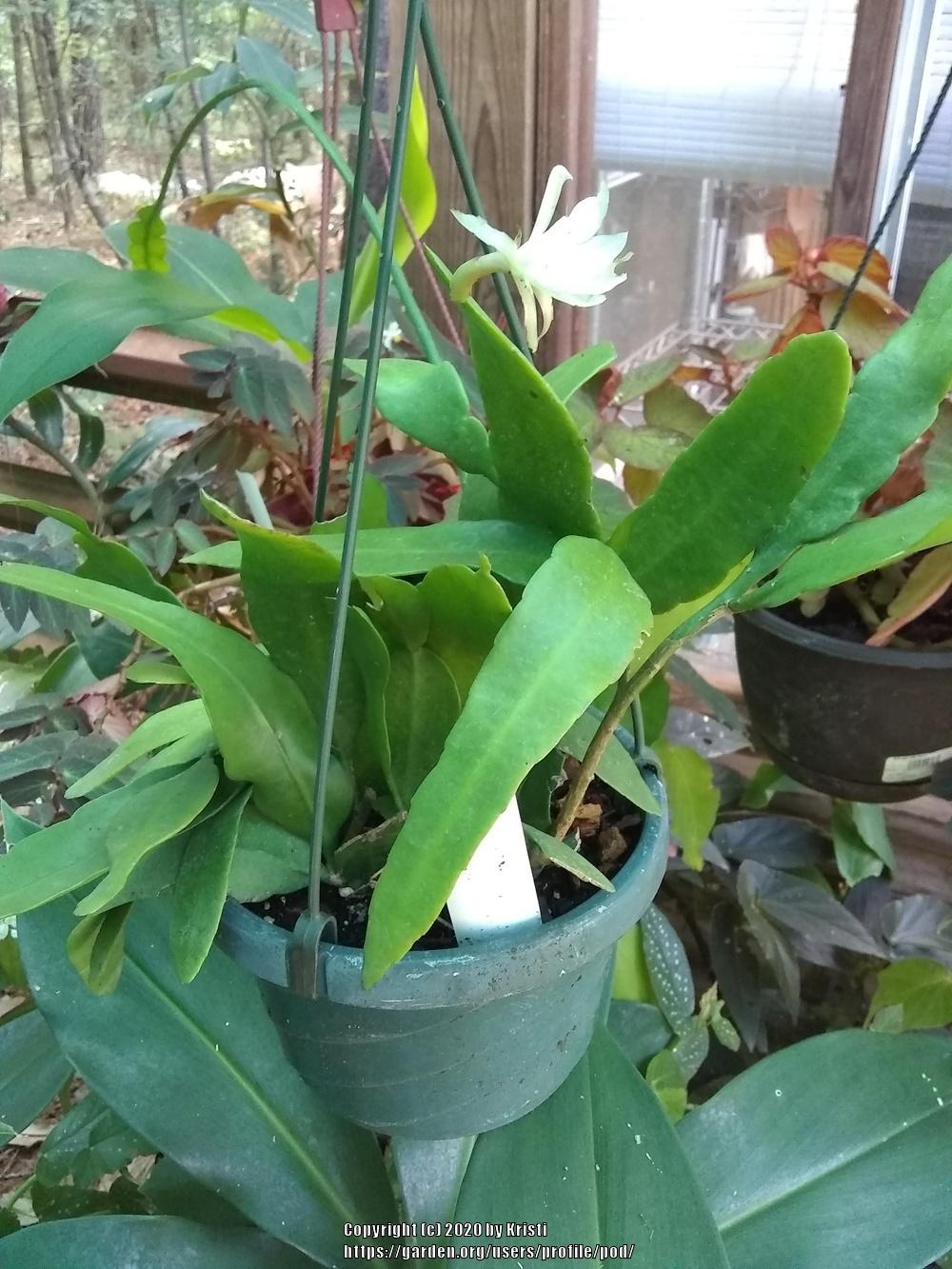 Photo of Orchid Cactus (Epiphyllum 'Dwarf White') uploaded by pod