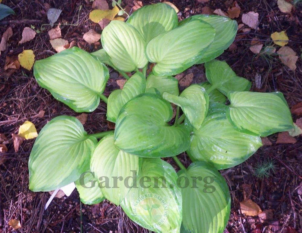 Photo of Hosta 'Stained Glass' uploaded by virginiarose