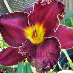 Location: My garden in Southeast Virginia
Date: 2013-05-30
Bonus plant from Mljomo on LA.